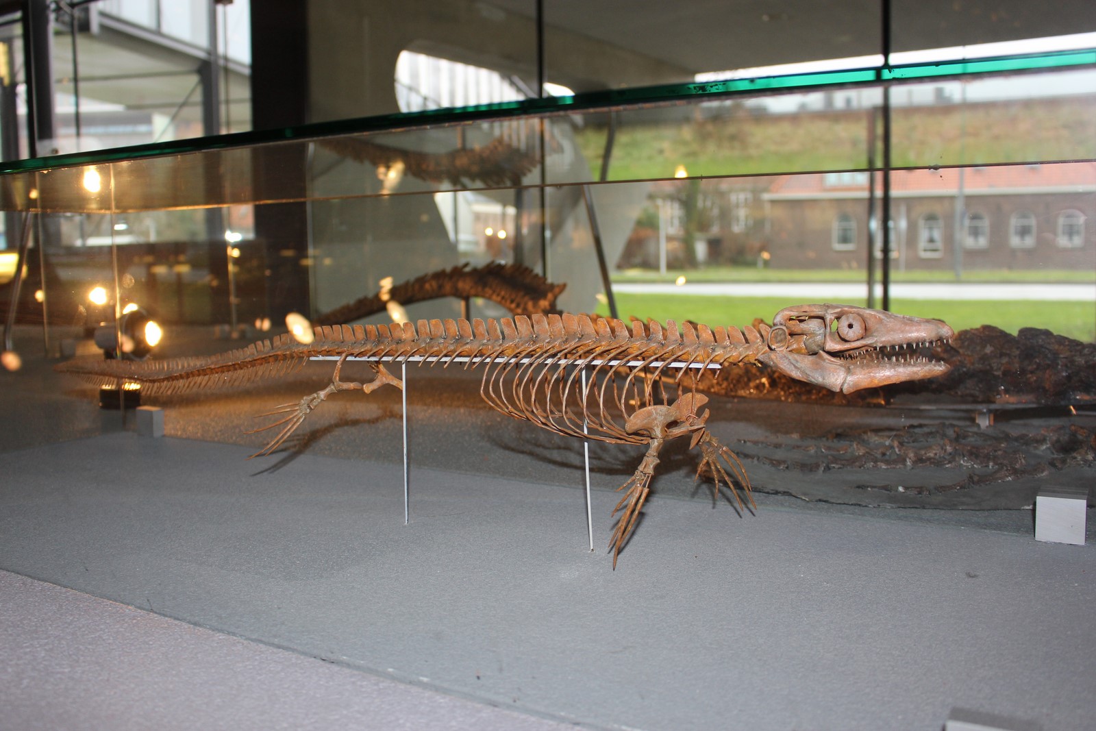 Een van de topstukken van Naturalis is het skelet van een Mammoet
