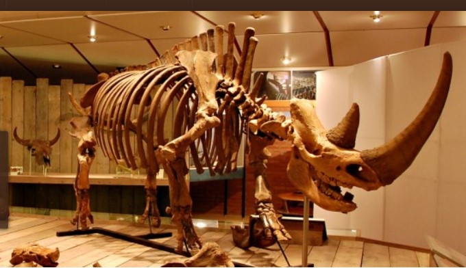 De wolharige neushoorn van Etten: Reconstructie van een compleet skelet van Coelodonta antiquitatis
